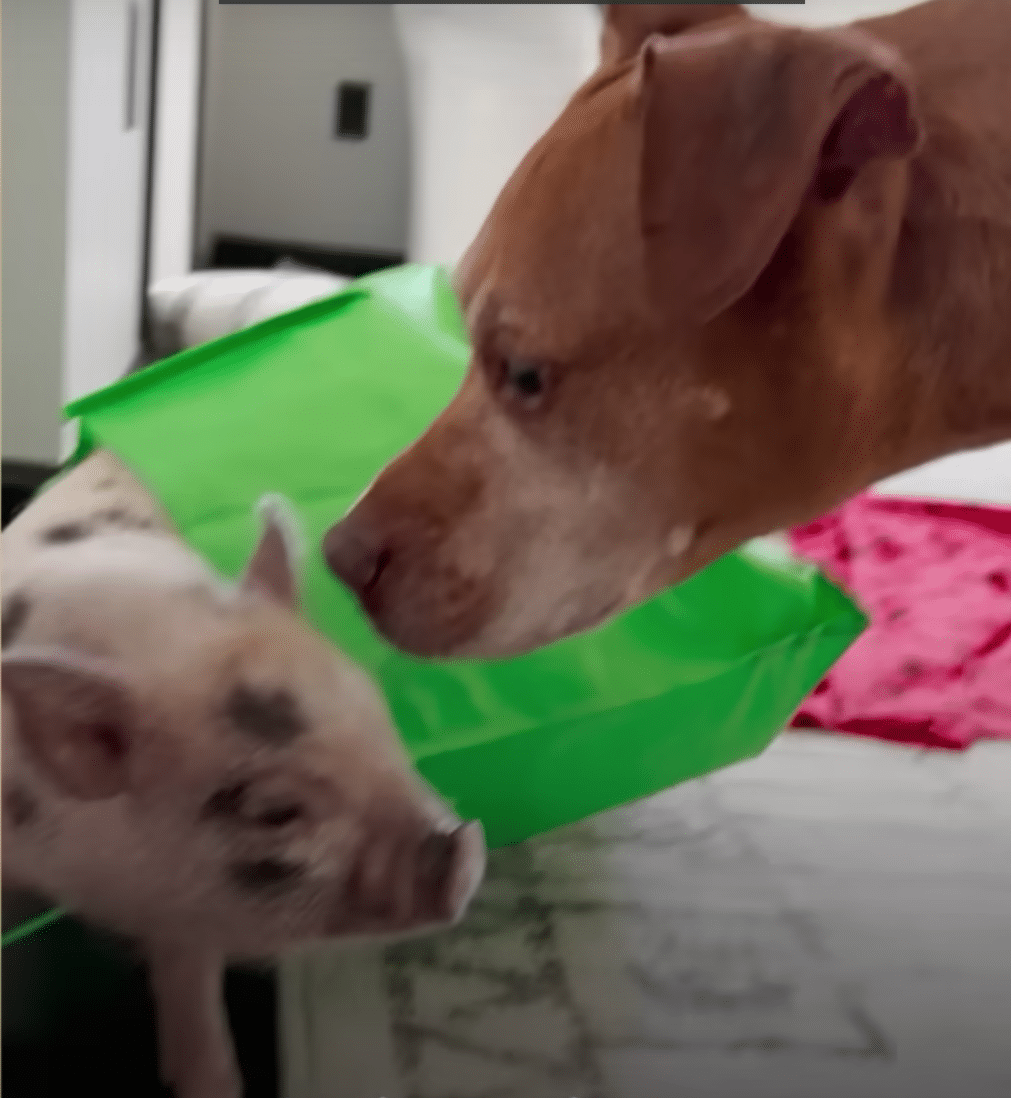 dog and pig