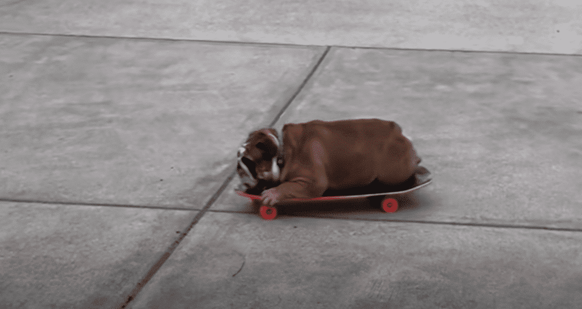 Skateboard-loving Bulldog Guards His Prized Possession