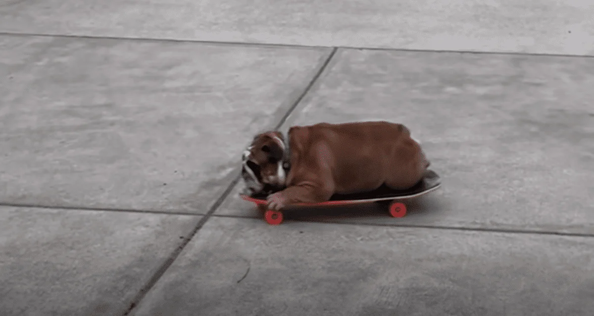 Skateboard-loving Bulldog Guards His Prized Possession