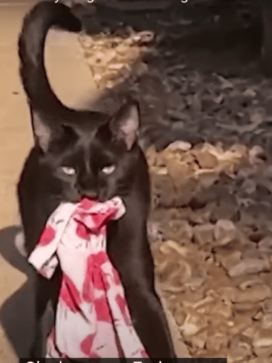 Watch: The Kleptomaniac Cat of Houston