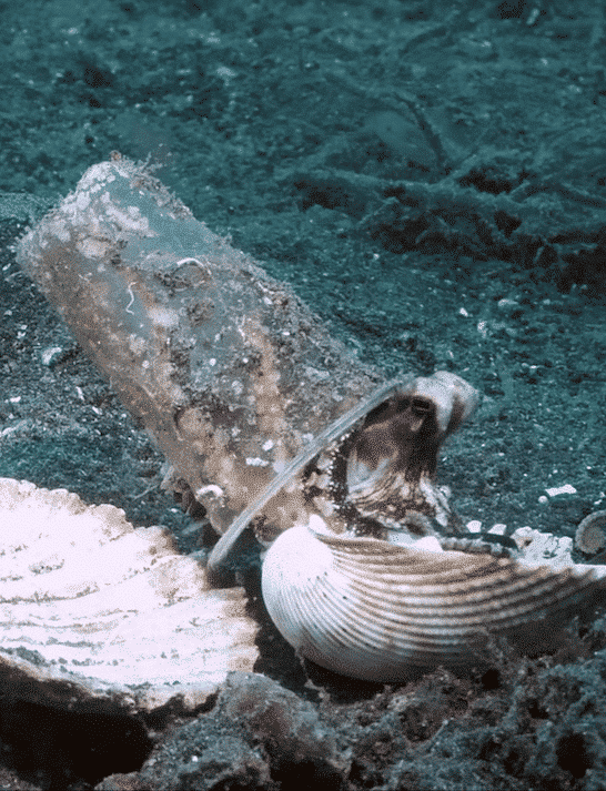 Octopus Trades Plastic Cup For Sea Shell
