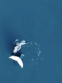 Kayaker's enchanting encounter with whales