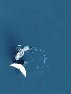 Kayaker's enchanting encounter with whales