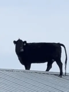 cow jumps onto a roof