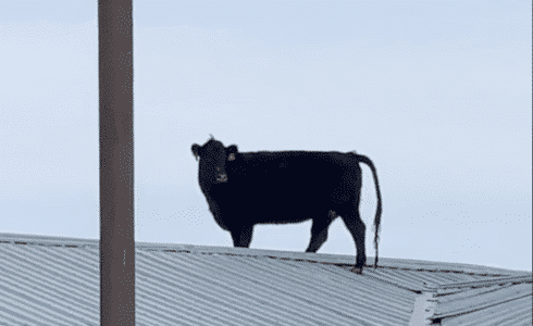 Watch As A Cow Jumps Onto A Roof