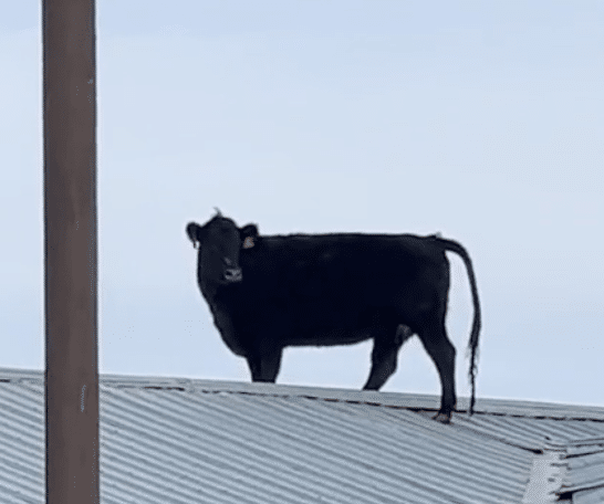 Watch As A Cow Jumps Onto A Roof