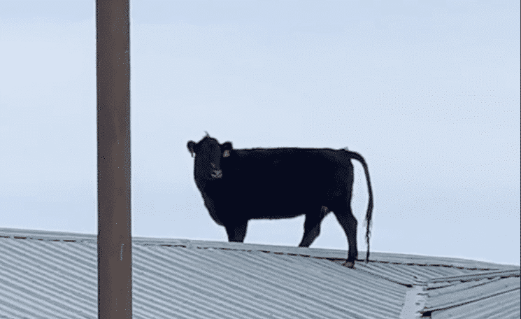 cow jumps onto a roof