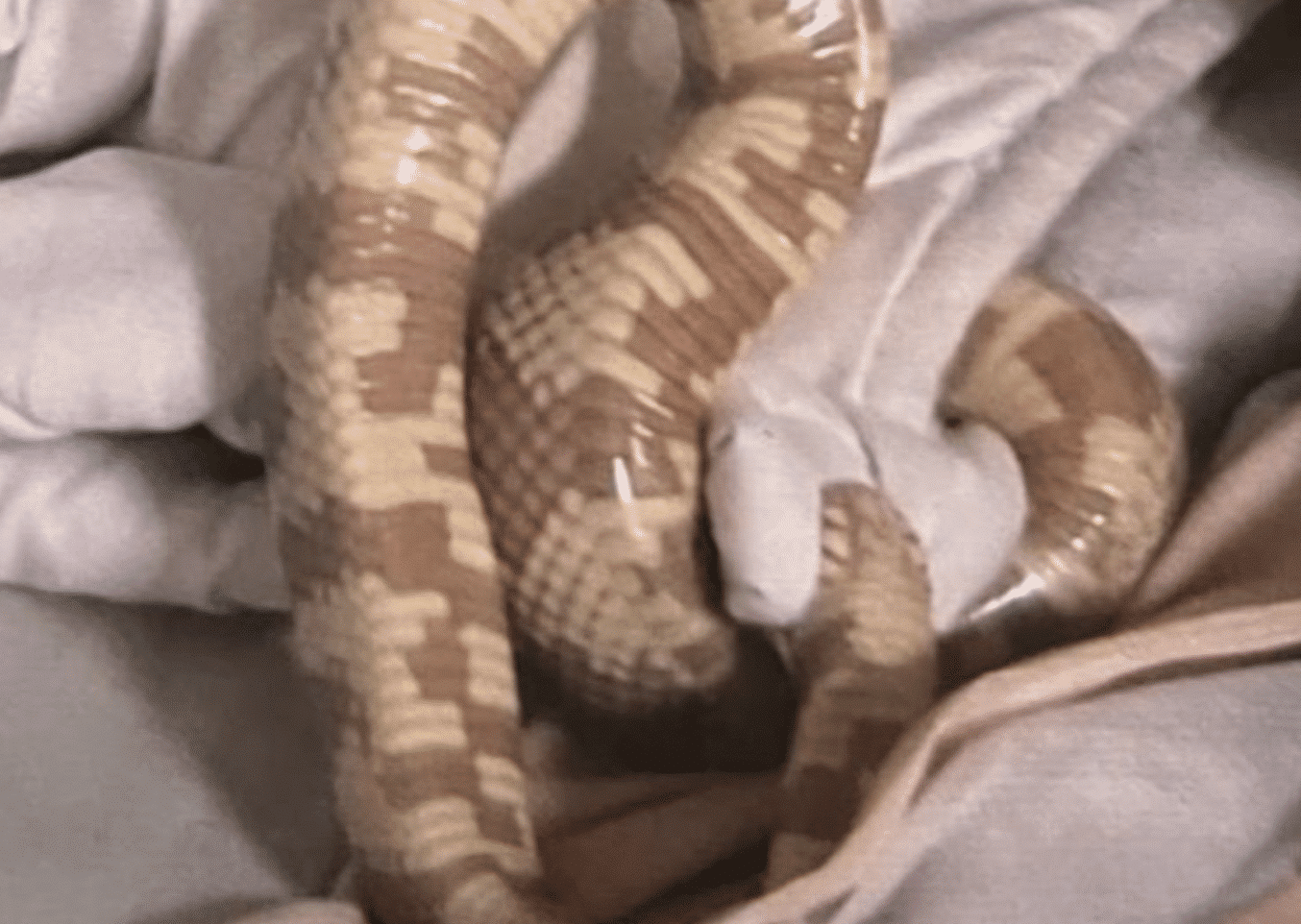 California Kingsnake