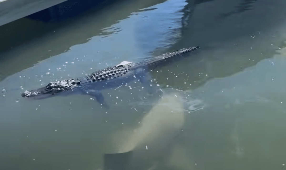 Tourist Snaps Photo of Shark Chomping on Alligator's Paw