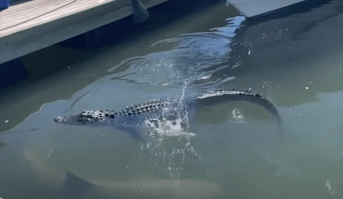 Tourist Captures Shark Biting Alligator's Foot in South Carolina