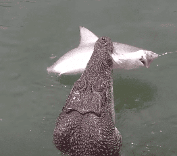 Cunning Crocodile Swipes Shark from Fisherman's Grasp