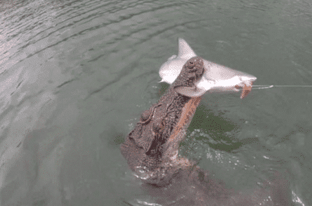 Watch: Cunning Crocodile Swipes Shark from Unlucky Fisherman’s Grasp