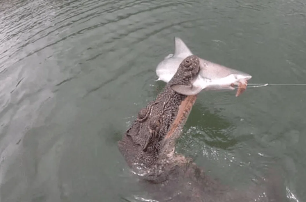 Cunning Crocodile Swipes Shark from Fisherman's Grasp