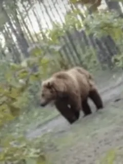 cyclist get chased by grizzly