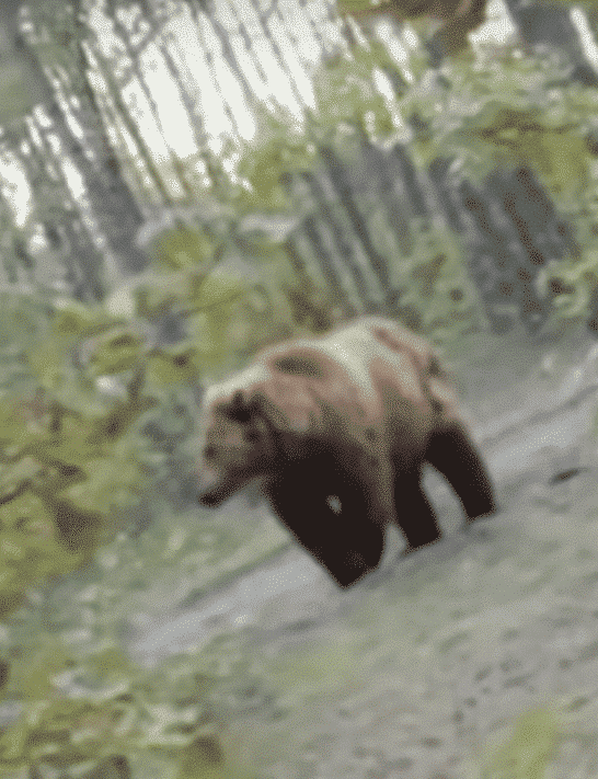 Watch a Cyclist Gets Chased By Grizzly Bear in Jasper National Park