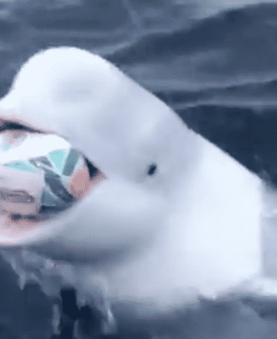 A Beluga Whale Plays Fetch with Rugby World Cup Ball