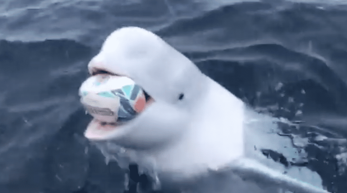 beluga plays fetch