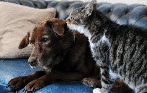 Cat Guides Blind Dog
