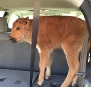 Watch Two Tourists Cause a Baby Bison to be Euthanized in Custer State Park 