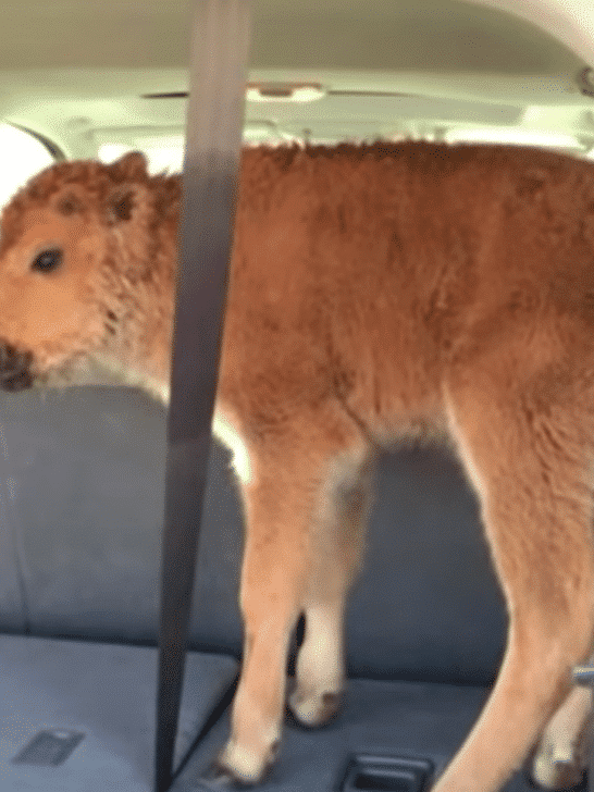 Two Tourists Cause a Baby Bison to be Euthanized 
