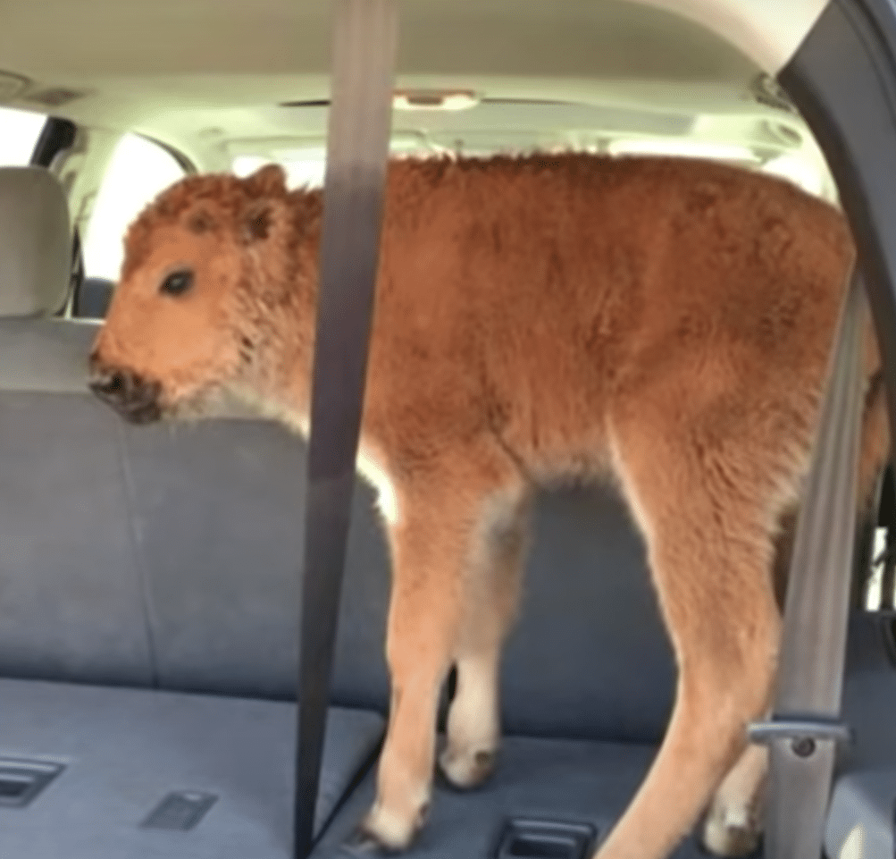 bison calf