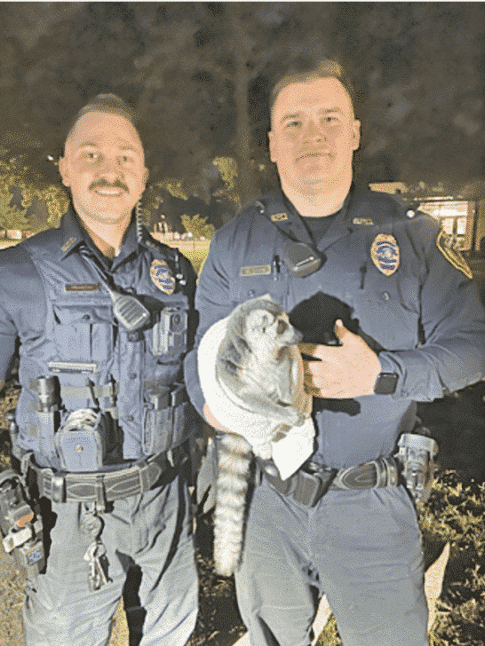 Rogue Lemur Roaming Free In Missouri