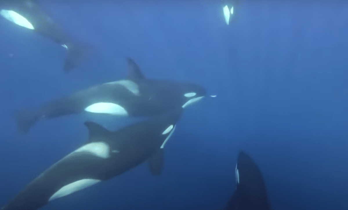 Fisherman's Remarkable Encounter with Pod of Killer Whales