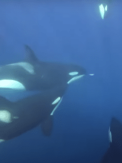 Fisherman's Remarkable Encounter with Pod of Killer Whales