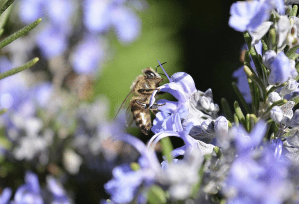 Bees Can't Fly in The Dark - Here's Why - Animals Around The Globe
