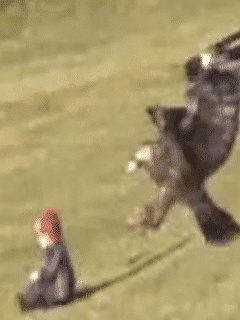 Baby Snatched Up By Eagle