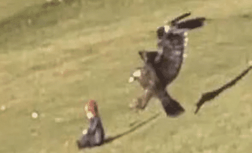 Is The Video of a Baby Snatched Up By Eagle Real?