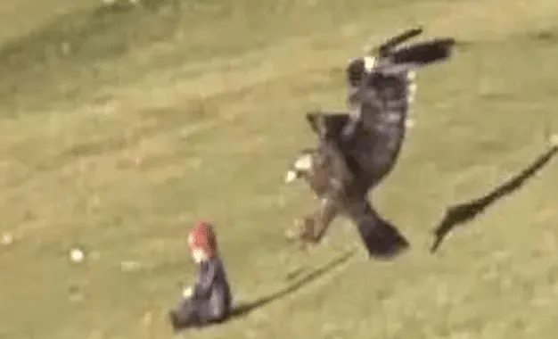 Baby Snatched Up By Eagle