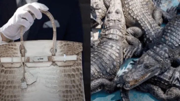 Young Crocs Harvested for Luxury Mini Handbags