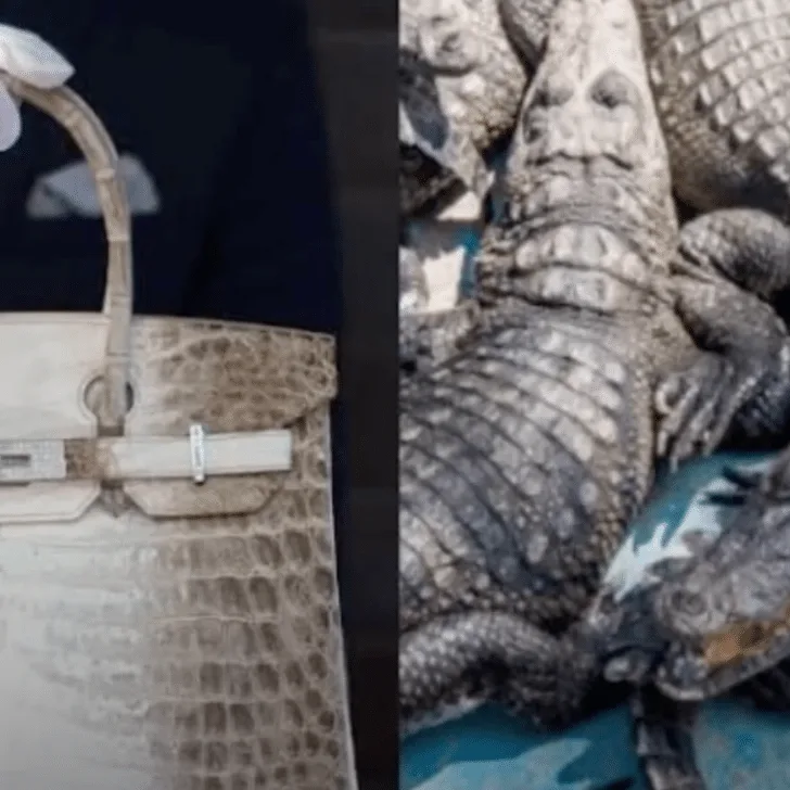 Younger Crocodiles Culled For Smaller Handbags For Luxury Brands