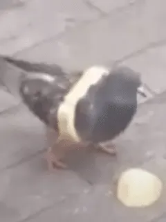 pigeon wears bread