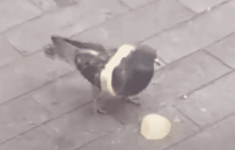 Pigeon Turns into Fashionista and Wears Bread