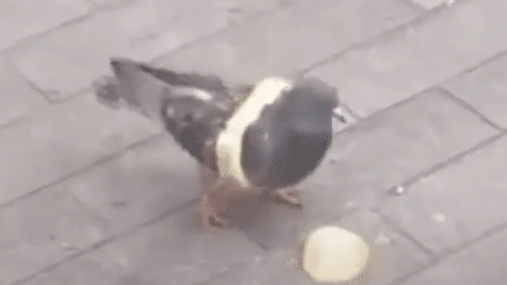 Pigeon Turns into Fashionista and Wears Bread