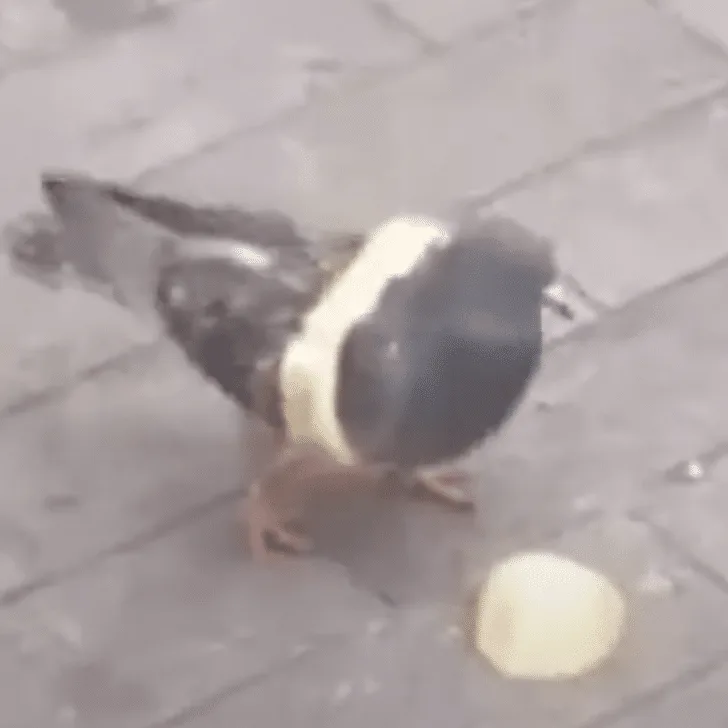 pigeon wears bread