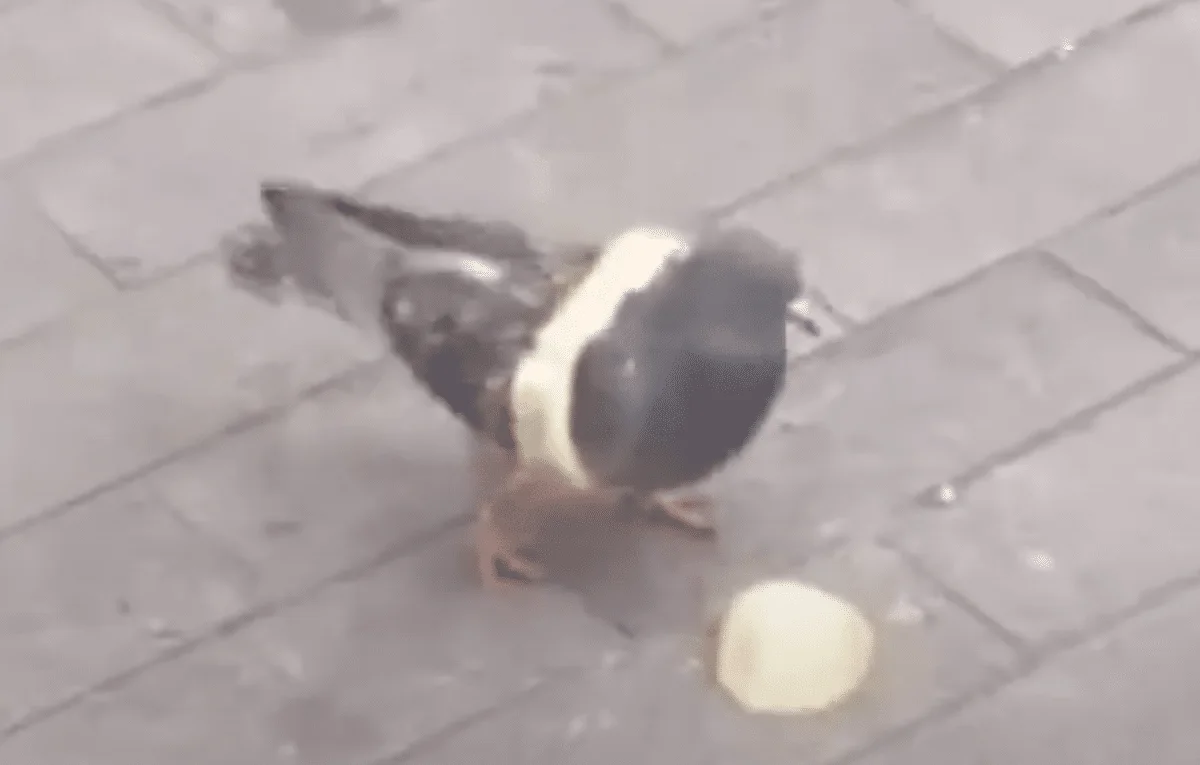 pigeon wears bread