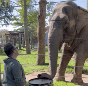 Inspiring Elephant Moving to the Beat of its Own Drum