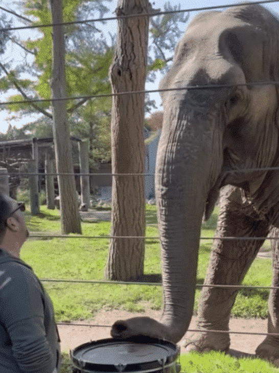 Watch As Elephant Plays The Drum