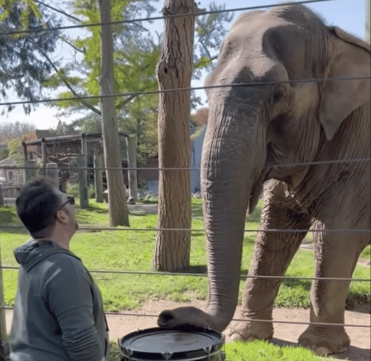 elephant plays drum