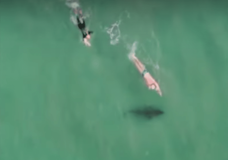 WATCH: Shark Silently Approaches Unaware Swimmers