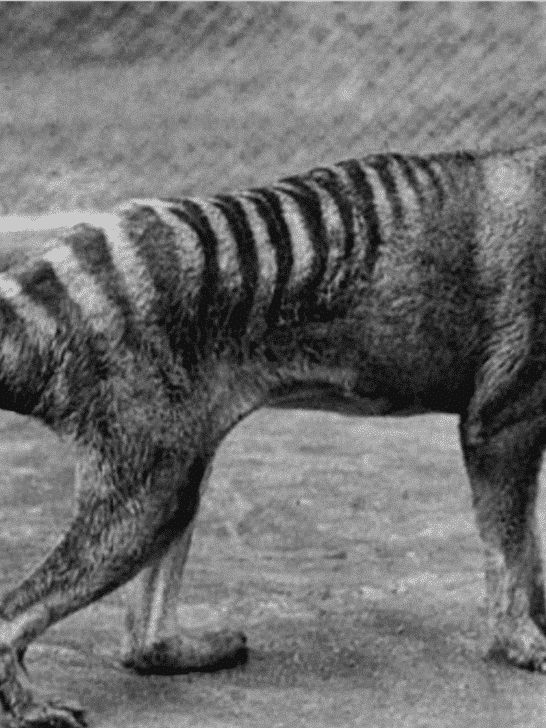 Significant Progress Made in Effort to Revive the Tasmanian Tiger