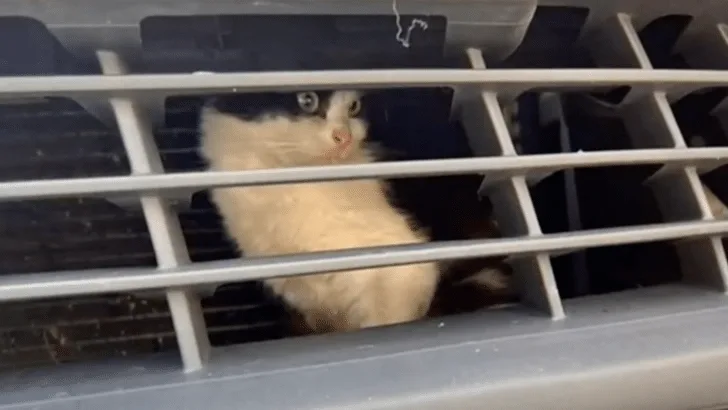 Kitten Travels 500 Miles Stuck Behind Grille of Taxi