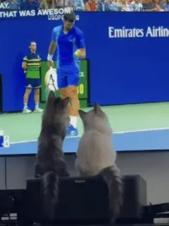cats play virtual tennis
