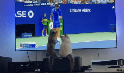 Cats Play Virtual Tennis