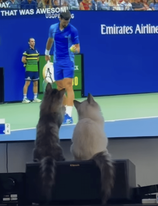Cats Play Virtual Tennis