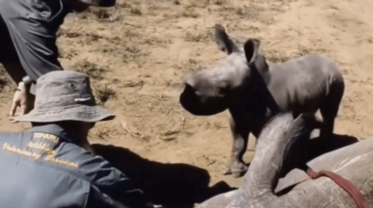 baby rhino protects mum