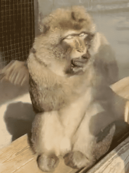 Monkey’s Human-Like Reaction To A Magic Trick